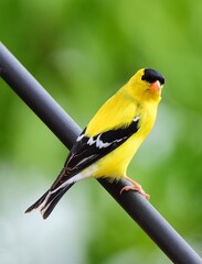 close up of a beautiful yellow male american goldfinch perched on a pole in spring in broomfield, colorado