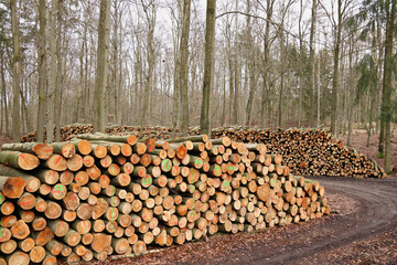 Fototapeta premium Holzpolter mit Kurzholz am Waldweg
