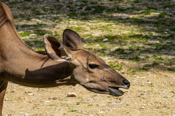 The common eland, Taurotragus oryx is a savannah antelope