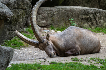 Male mountain ibex or capra ibex on a rock