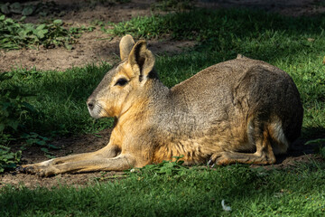 Patagonian Mara, Dolichotis patagonum are large relatives of guinea pigs