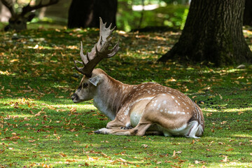 The fallow deer, Dama mesopotamica is a ruminant mammal