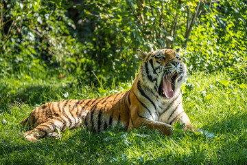 The Siberian tiger,Panthera tigris altaica in a park
