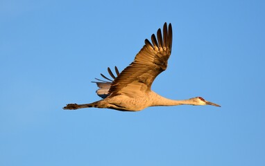 pair of beautiful sandhill cranes in flight on a sunny winter day in the bosque del apache national wildlife refuge near socorro, new mexico