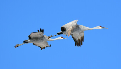 pair of beautiful sandhill cranes in flight on a sunny winter day in the bosque del apache national wildlife refuge near socorro, new mexico