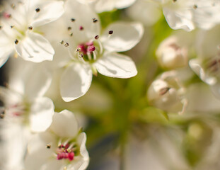 Obraz premium Extreme close up on flower pistels, spring time.