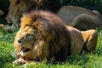 The lion, Panthera leo is one of the four big cats in the genus Panthera