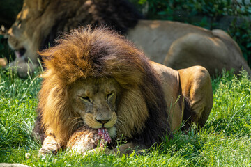 The lion, Panthera leo is one of the four big cats in the genus Panthera