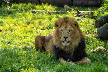 The lion, Panthera leo is one of the four big cats in the genus Panthera