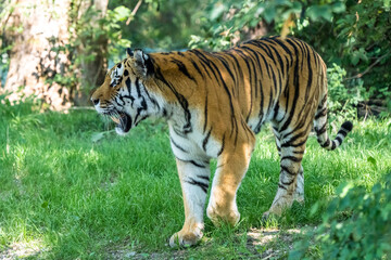 Naklejka na ściany i meble The Siberian tiger,Panthera tigris altaica in a park