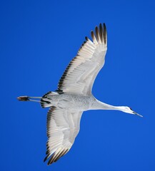   a majestic sandhill crane in flight at dusk on a sunny winter day in the bosque del apache national wildlife refuge near socorro, new mexico