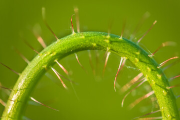 thorns on green leaf