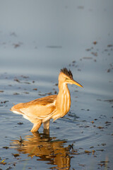 Eurasian Bittern or Botaurus stellaris hunting in water of pond or lake