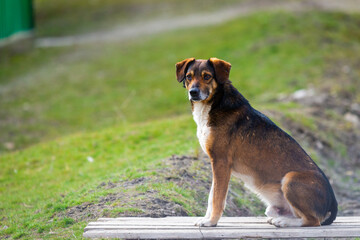 Homeless stray dog. The problem of stray dogs and pets