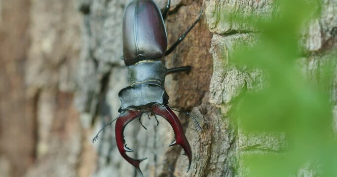 Males of the stag beetle (Lucanus cervus) fighting on a tree