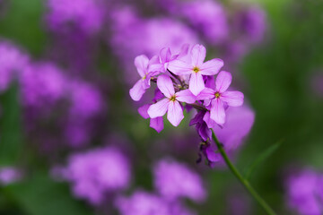 Fototapeta na wymiar Phlox paniculata variety Forget-me-not blooms close-up on the blurred background of the garden. Bright purple spring flowers in selective focus. Colorful spring natural background. Macrophotography