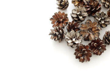 lot of dry brown pine cones on white background