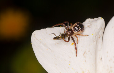 Naklejka premium Araña napoleón (Thomisus onustus). Pequeña araña de la familia Thosmisidae cazando un insecto sobre una flor.