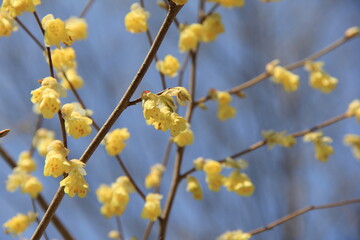 薄黄色の花が咲いているヒュウガミズキ