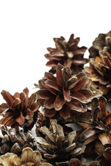 lot of dry brown pine cones on white background