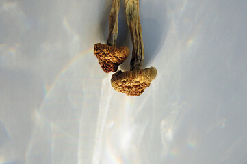 Microdosing concept. Dry psilocybin mushrooms on bright white background illuminated by sunlight. Psychedelic mushroom closeup. Medical uagse.
