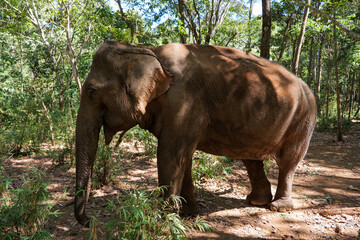 Elephant in an animal sanctuary in Cambodia