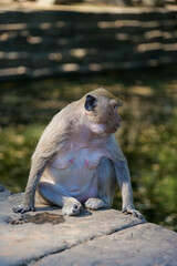 Monkeys in Ankor Wat in Cambodia