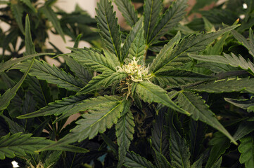 Naklejka na ściany i meble Blooming cannabis plant background, flat lat, top view. Green marijuana pattern. Herbal medicine layout. Hemp recreation, legalization concept.