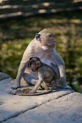 Monkeys in Ankor Wat in Cambodia