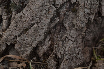 Texture of the surface of the trunk of an old tree.