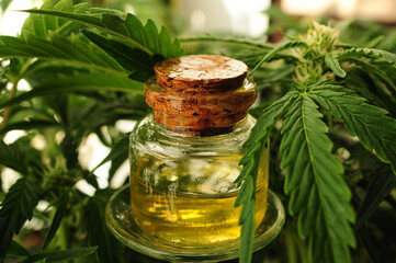 Marijuana oil, cbd recreation. Fresh cannabis shrub,.green leaves and cosmetic bottle, closeup. Home relaxation, pastime therapy. Alternative cosmetology.