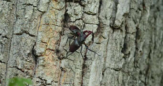 Males of the stag beetle (Lucanus cervus) fighting on a tree