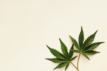Cannabis leaves, marijuana plant isolated on white background. Alternative medicine. Hemp...