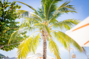 Coconut tree on the beach Tourist attractions in thailand