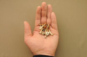Psilocybin Psilocybe Cubensis mushrooms in man's hand on brown background. Psychedelic magic mushroom Golden Teacher. Top view, flat lay. Micro-dosing concept.
