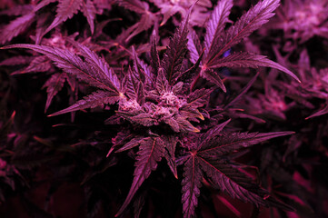 Cannabis bush close-up in grow box with LED phyto lamp. Pink neon grow light. Micro growing.