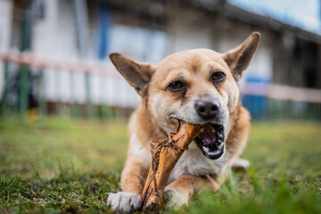 small brown dog chewing a bone
