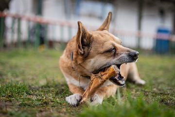 small brown dog chewing a bone