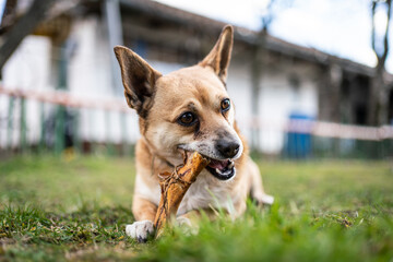 small brown dog chewing a bone