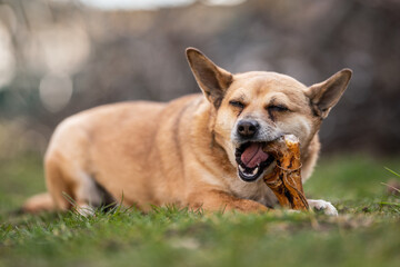 Fototapeta premium small brown dog chewing a bone