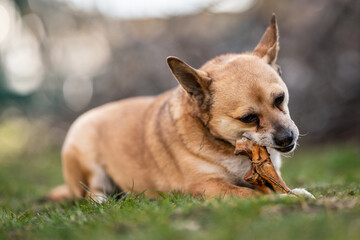 small brown dog chewing a bone