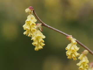 黄色の土佐水木
