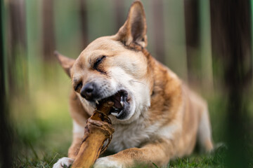 Naklejka na ściany i meble small brown dog chewing a bone