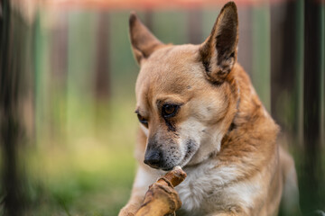 small brown dog chewing a bone