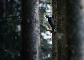 The black woodpecker (Dryocopus martius) in the environment