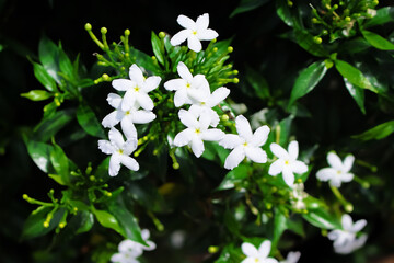 Jasmine Blossom White Sampaguita  nature garden background