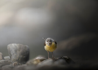 The grey wagtail (Motacilla cinerea) is a member of the wagtail family, Motacillidae, in the environment
