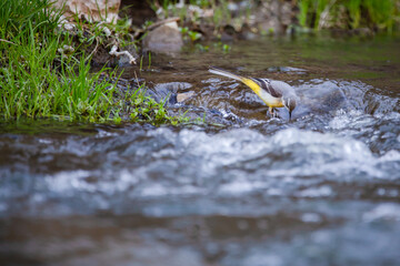 The grey wagtail (Motacilla cinerea) is a member of the wagtail family, Motacillidae, in the environment