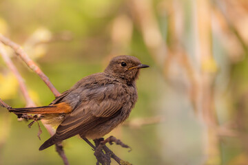 The black redstart (Phoenicurus ochruros) is a small passerine bird in the redstart genus Phoenicurus.