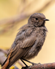 The black redstart (Phoenicurus ochruros) is a small passerine bird in the redstart genus Phoenicurus.